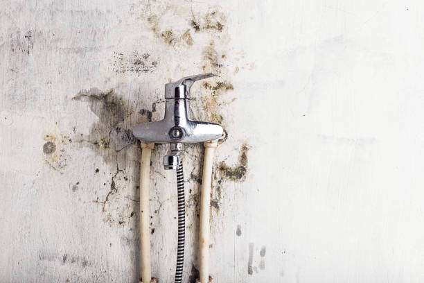 Best Professional Mold Removal  in Carson City, NV