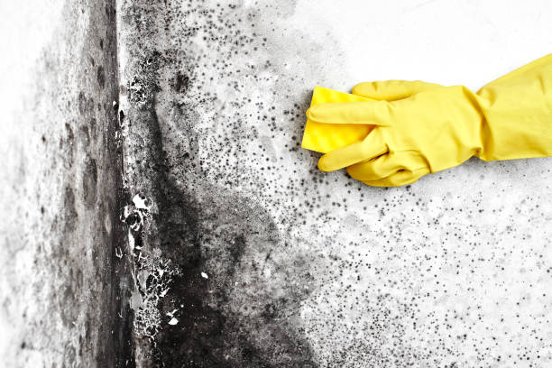Certified Mold Removal in Carson City, NV
