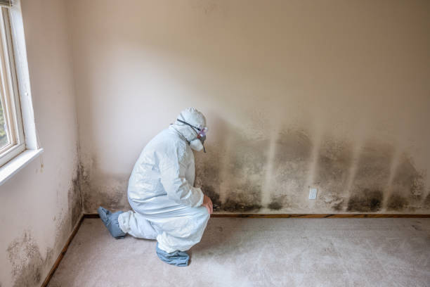 Best Black Mold Removal  in Carson City, NV