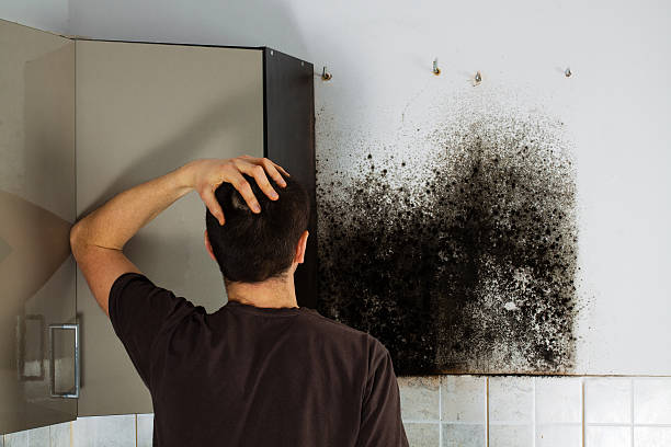 Best Fast Mold Removal  in Carson City, NV