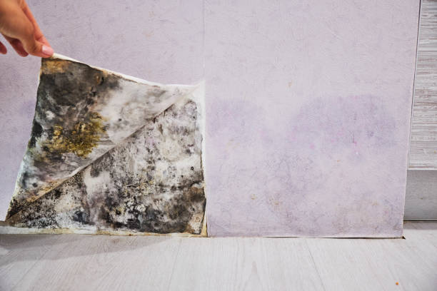 Best Home Mold Removal  in Carson City, NV